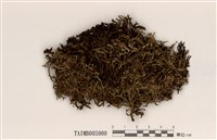 藏品(島衣屬)的圖片